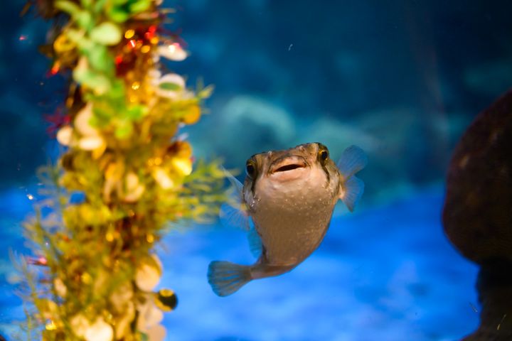 香港海洋公園節日氣氛高漲 大熊貓與眾動物大使一同歡度佳節 
