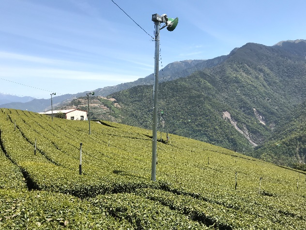 啟動防霜風扇吹送上層熱空氣至樹冠層,減少霜凍危害。(圖/茶改場提供)