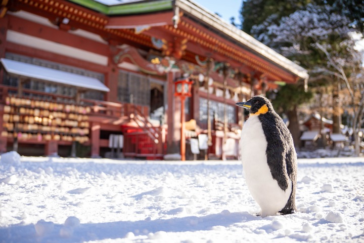 日本最近流行「帶娃娃旅行拍照(ぬいどり)」,遠野鄉八幡宮拍下了站在雪地上的企鵝娃娃。 圖:遠野鄉八幡宮/提供