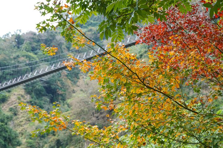 阿里山鄉石盤谷吊橋楓葉開始由綠轉紅,目前楓紅已達4成。 圖:嘉義縣文化觀光局/提供