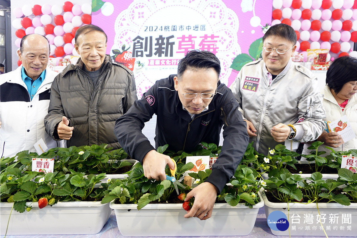 桃園市副市長蘇俊賓親手採摘新鮮草莓 。<br /><br />