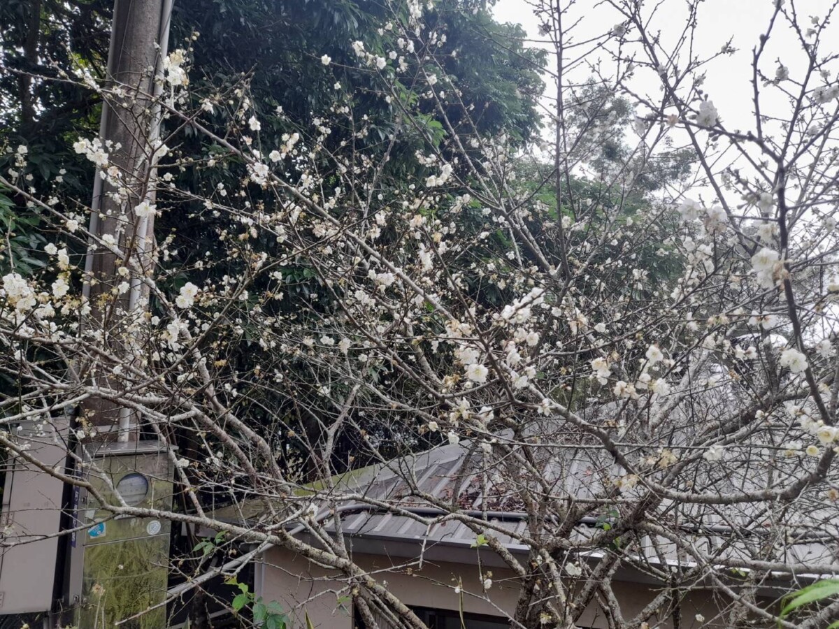 ▲停車場附近，文川梅子雞店起步道沿線皆可見初梅。（圖／玉井分局提供）
