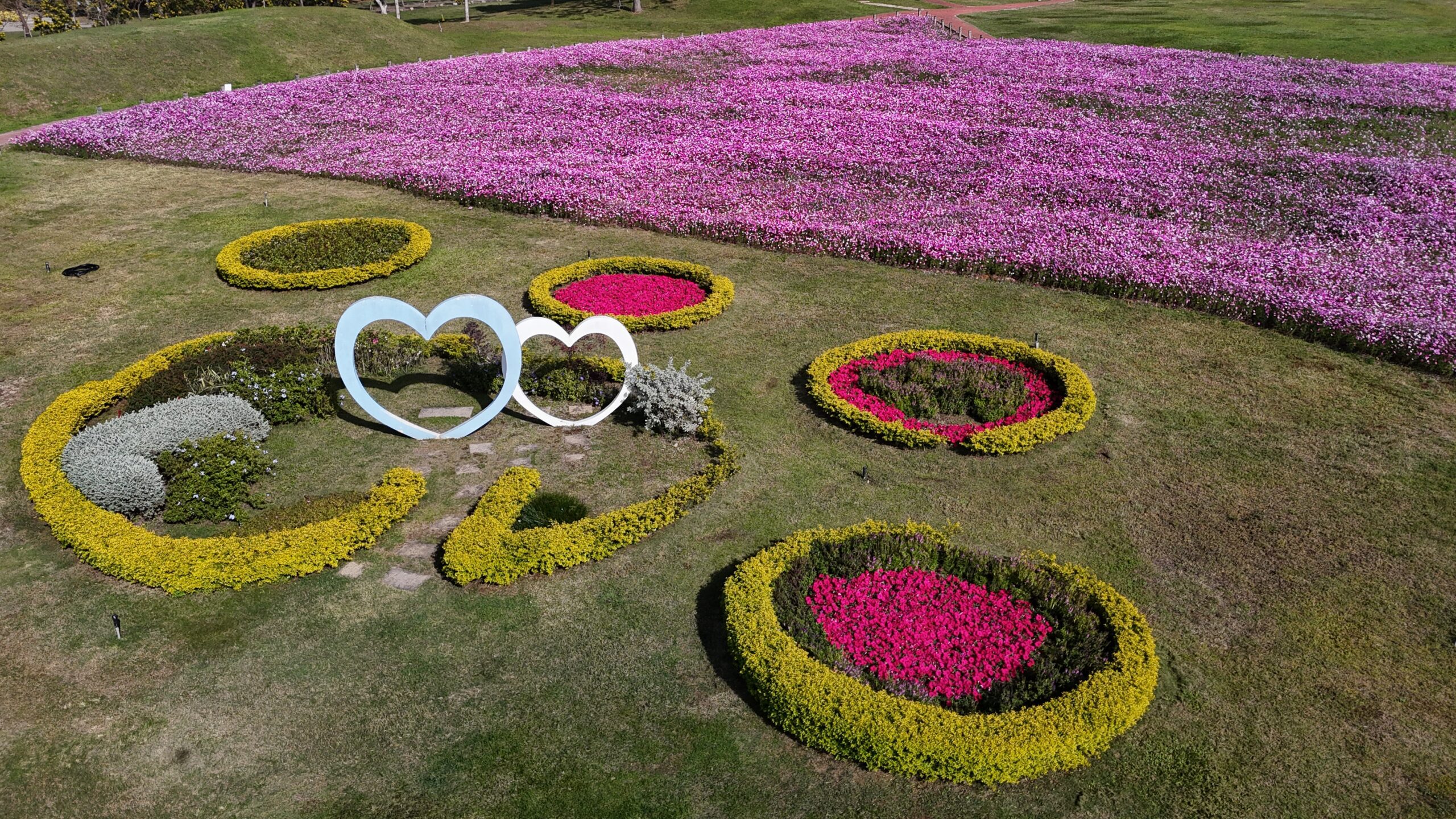 浪漫花海盛開后里環保公園 中市建設局邀請大家賞花迎新年