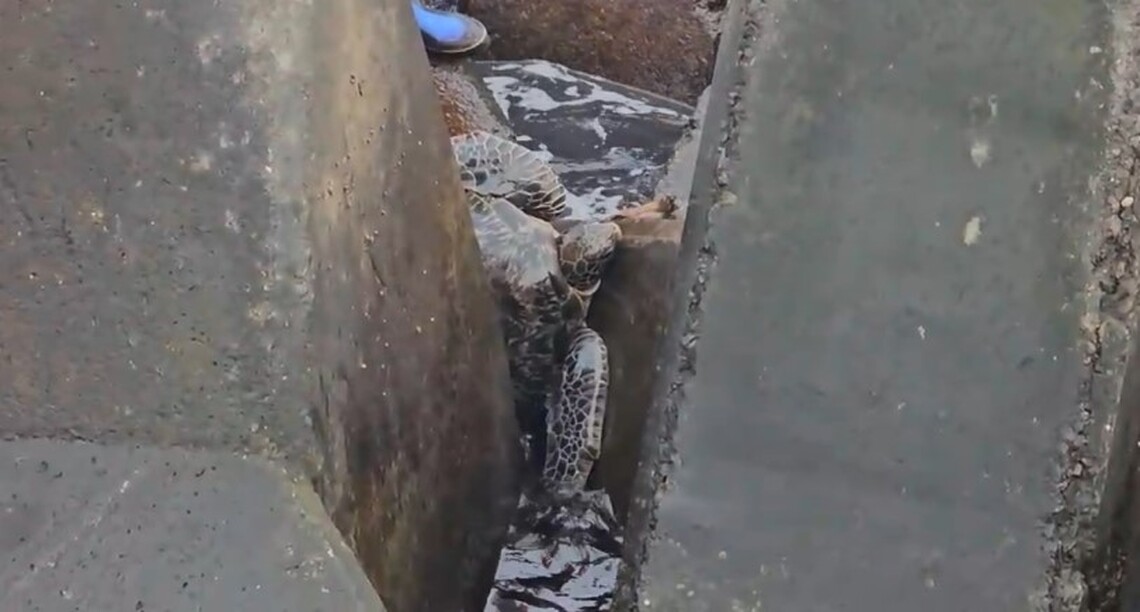 海龜受困岸際消波塊 海巡銳眼發現助脫困