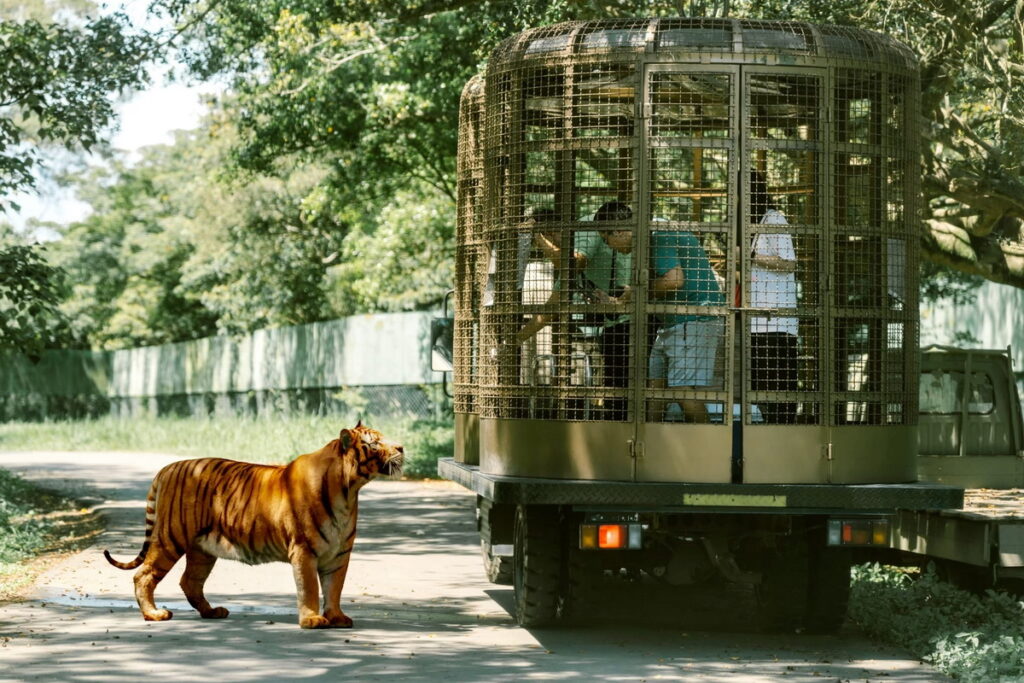 全台唯一「勇闖猛獸島體驗」帶您近距離感受大型肉食動物即在眼前的震撼。