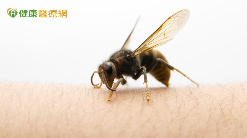 意外遭蜂螫,誘發心肌梗塞! 中年男心導管手術獲救