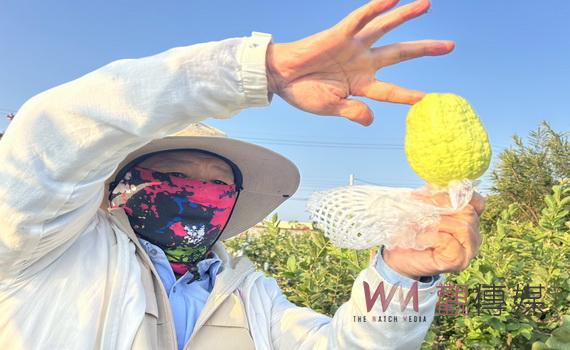 理事長蜜拔品質蓋高尚 陳世郁退下農會回歸基層種出優鮮珍珠芭樂