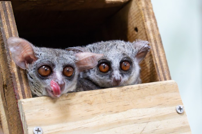 動物園迎嬰猴5兄弟 入住穿山甲館展開新生活 69 647 0