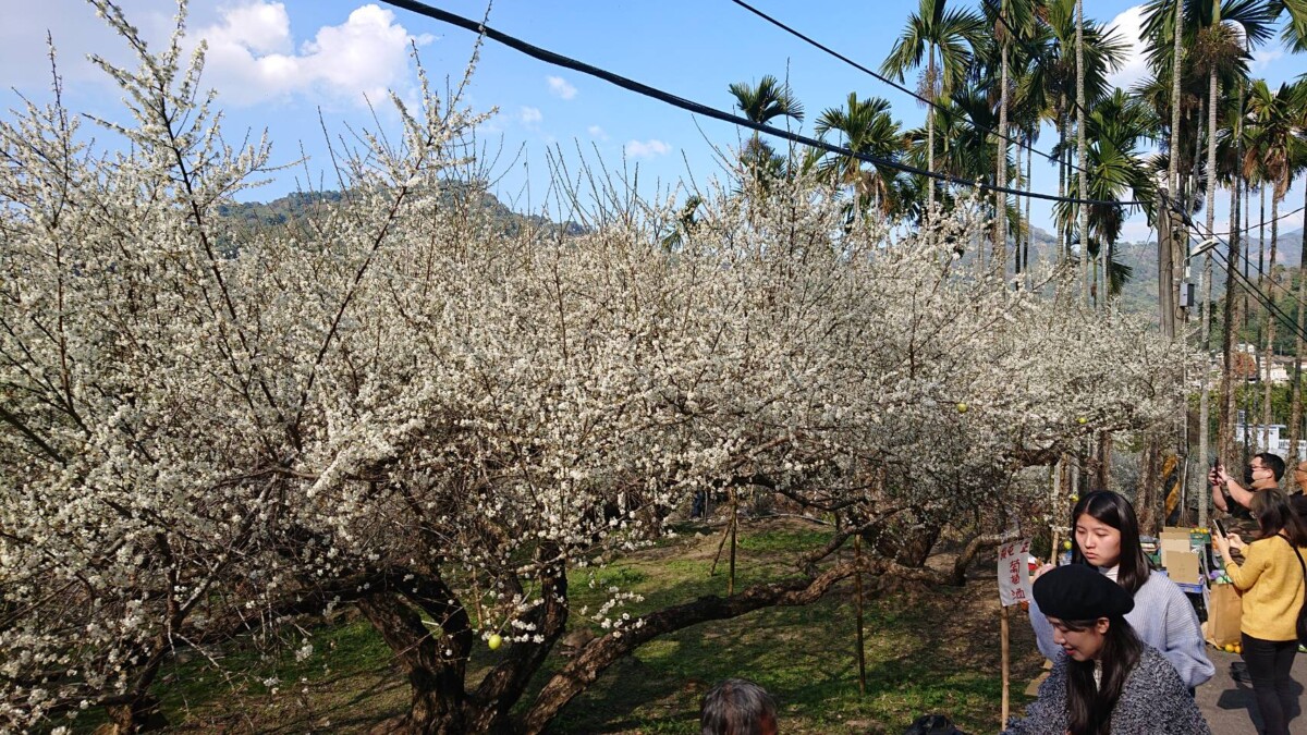▲新社梅花紛紛盛開。(圖/中市府提供)