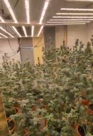 警方溯源破獲大麻栽種園。(記者徐煜勝翻攝)