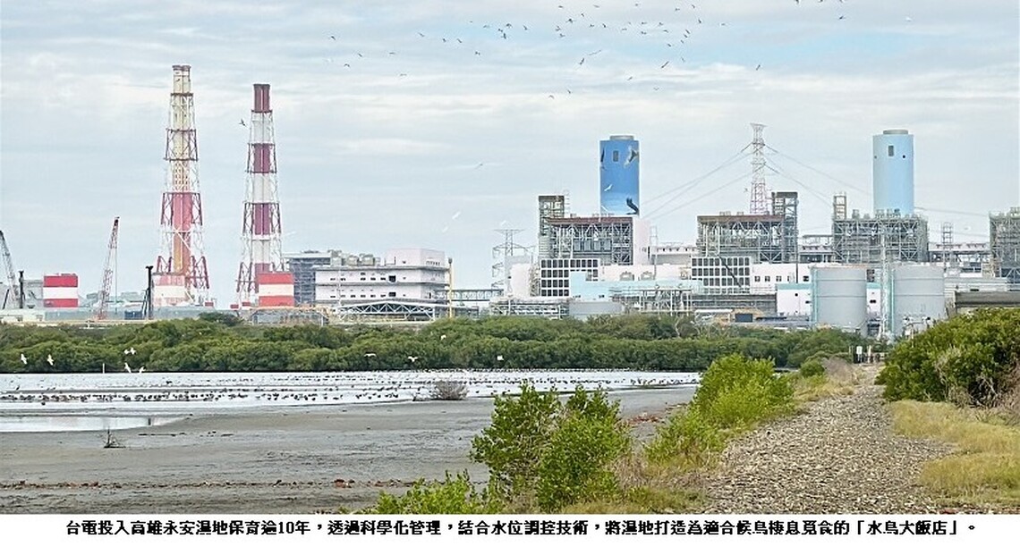 黑琵New Year！ 台電永安濕地經營「水鳥大飯店」獲環境教育認證 今揭牌
