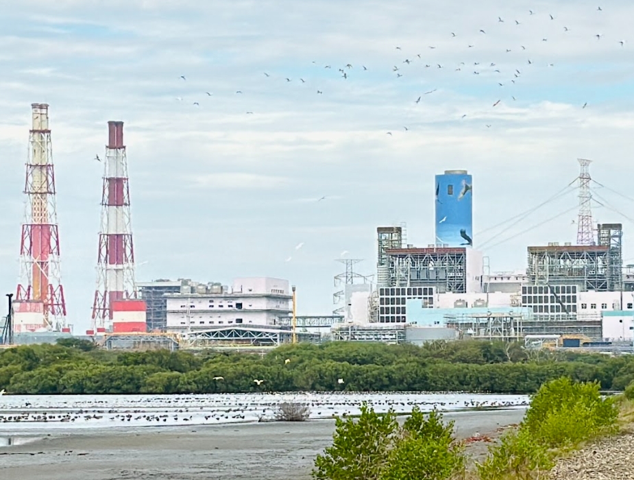 ▲圖;永安濕地水鳥數量顯著提升,其中黑面琵鷺數量10年間成長至4倍。。( 記者李堂安翻攝)