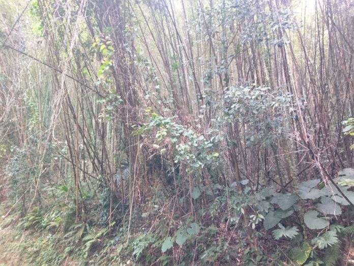 桃園農業局推動復興區老化竹林更新 落實永續發展 68 416756