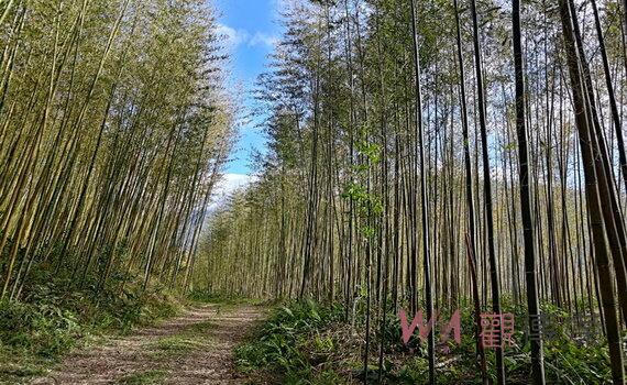 桃園力推老竹新生 增加碳匯展現出森林新生活力