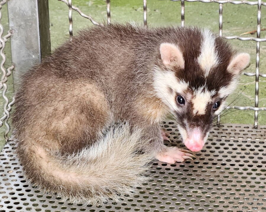 圖/鼬獾臉部近似白鼻心,經常遭到誤認。(新北市政府動保處提供)