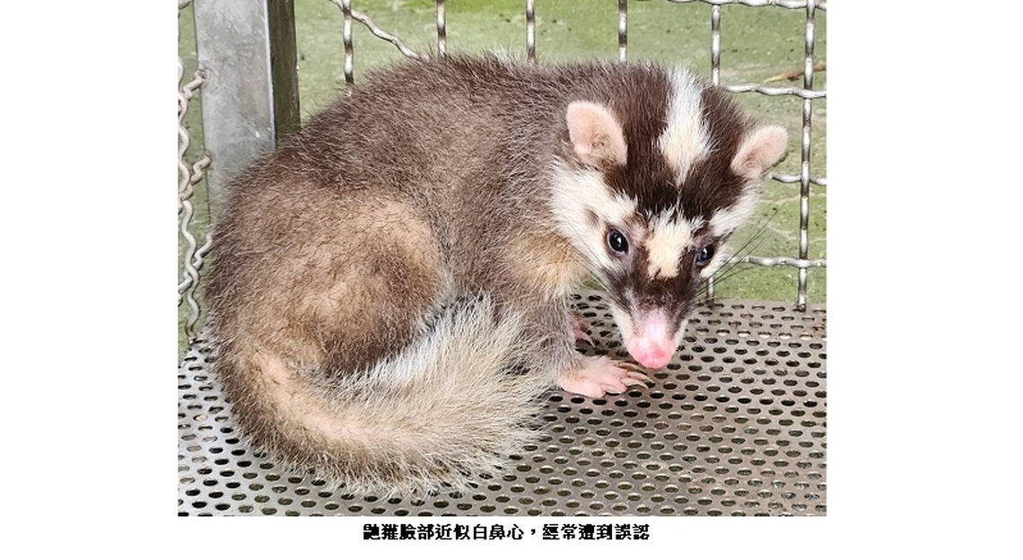 鼬獾偷吃農民甘藷遭活逮 新北動保處救援野放回山林原棲地 重獲大自然懷抱