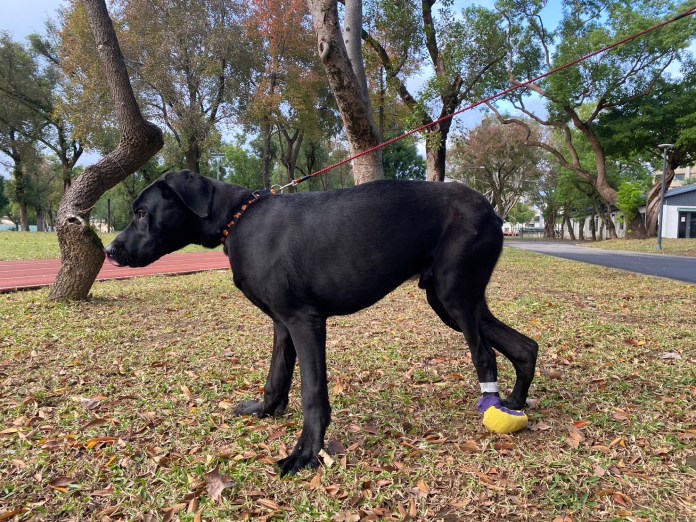 桃園表彰獸醫師辛勞付出 盼共築寵物友善環境 74 S 28246122 0