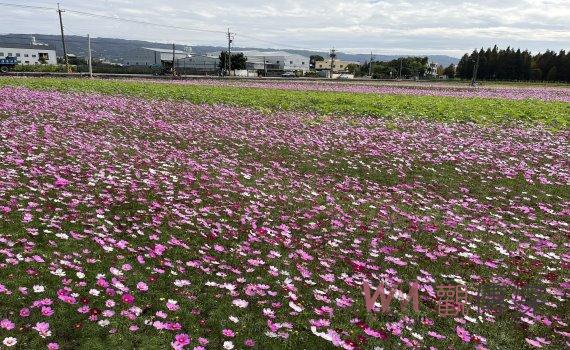 花蛇迎春 員林市南區公園花海盛放 春節假期歡迎來賞花