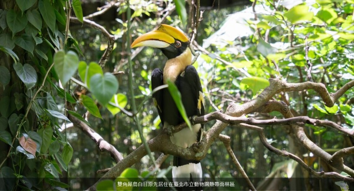 雙角犀鳥母鳥不幸病逝 動物園加強對公鳥關注