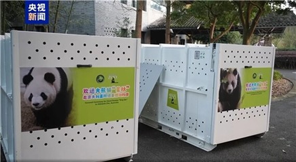 阿德萊德動物園迎新貴 中澳大熊貓合作再啟新篇