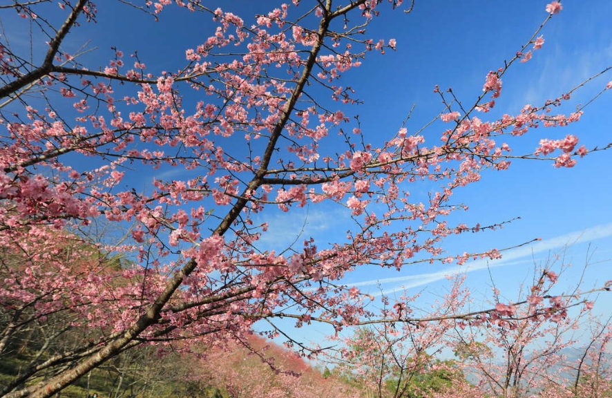 ▲圖;桃源櫻花季是高雄每年最重要的賞景活動之一。( 茂林國家公園 )