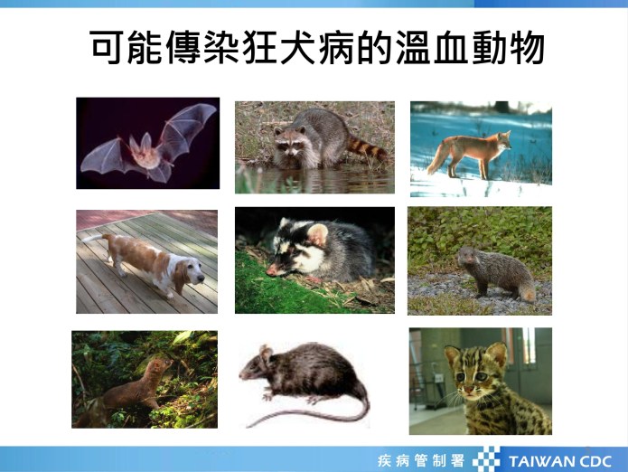 預防致命狂犬病 北榮桃園分院建議這樣做 62 狂犬病防治核心教材 20190503 5 page 0001 0