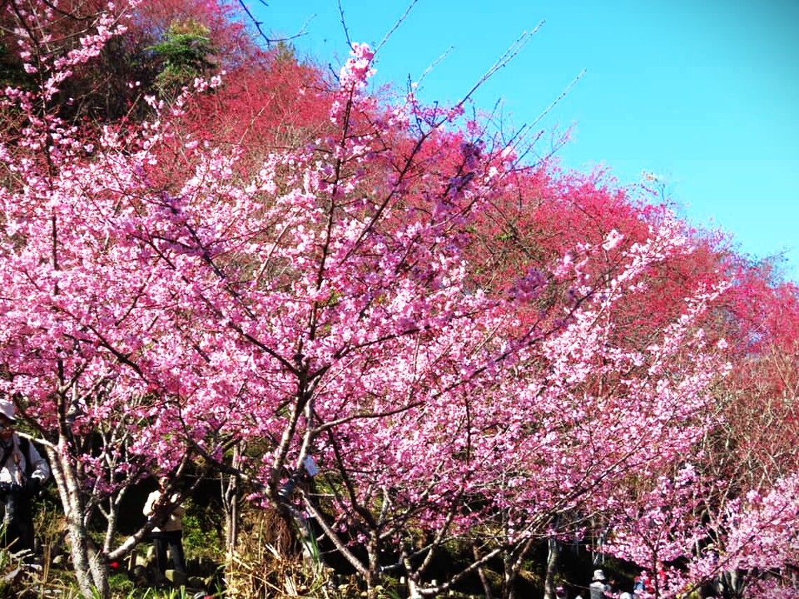 漾新聞|彷彿置身日本 桃源櫻花季本週六登場 帶來滿山粉紅浪漫景緻