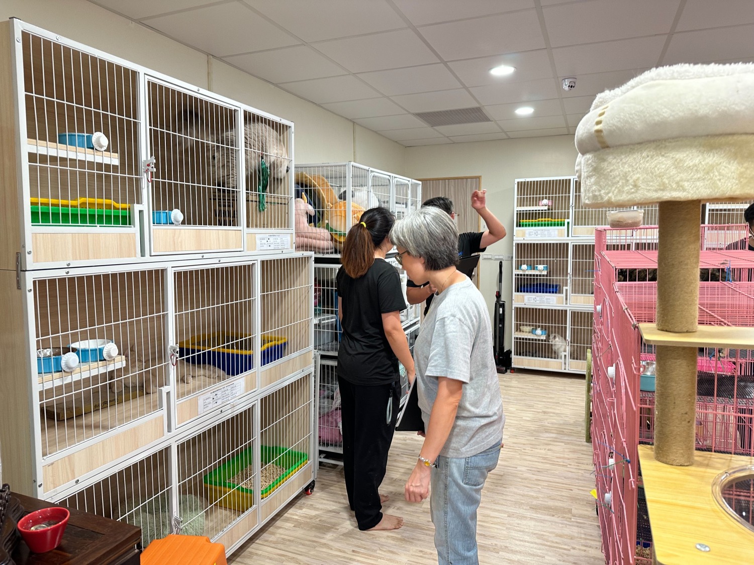從事繁殖買賣業務的店家需檢視寵物登記或繁殖文件的完整性。(圖/記者林照東翻攝)