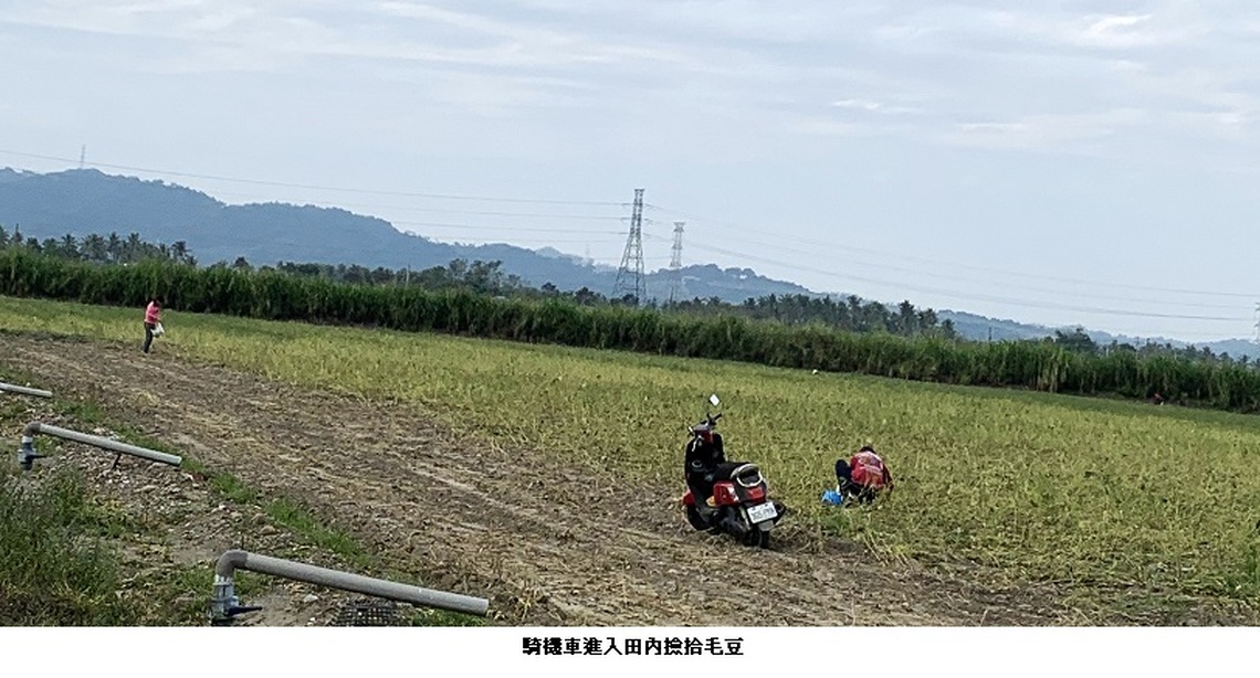 旗美農村風情 撿拾毛豆加菜