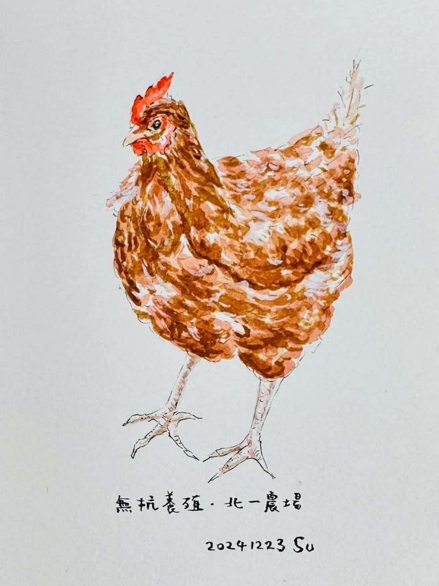 蘇俊賓副市長手繪紅羽蛋雞於臉書分享無抗養殖。<br /><br />