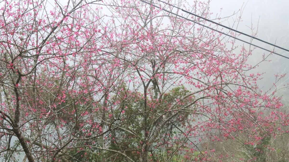 ▲圖；壯麗山景與櫻花樹，成為冬春兩季節交迎的最佳賞花景點，（ 原民會提供） 