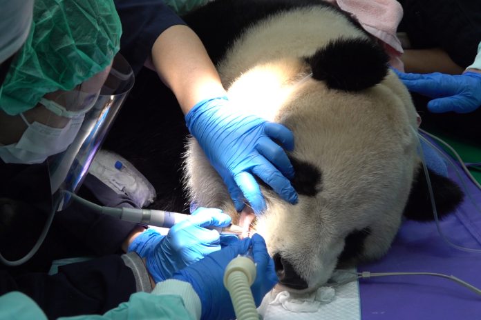 大貓熊「圓寶」做健檢 1件事遺傳媽媽「圓圓」 72 988 0 scaled