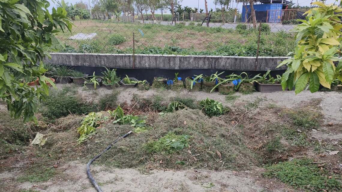 屏東市一家玫瑰園不瘞花  專掩埋樹枝落葉