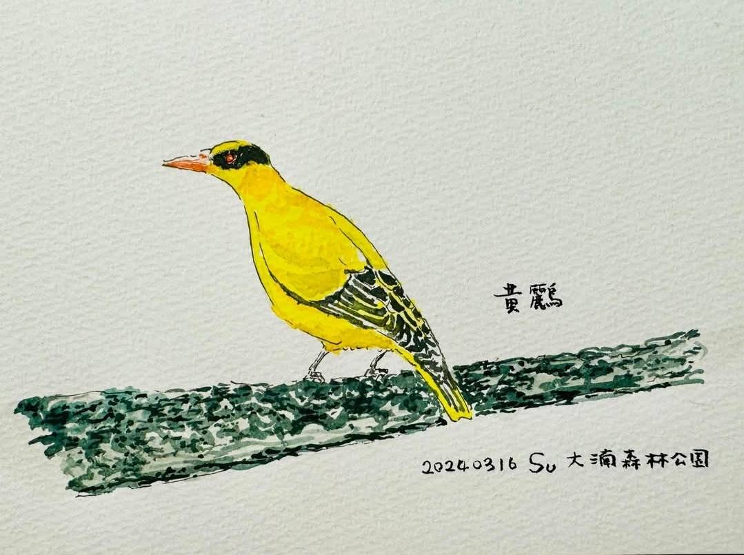 大湳森林公園生態復育有成 蘇俊賓手繪生態卡片贈4大協會 258 大湳森林公園生態復育有成 蘇俊賓手繪生態卡片贈4大協會 257