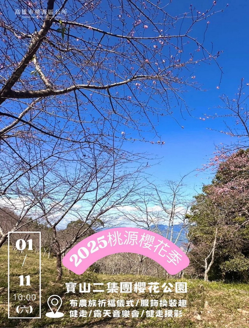▲為期1個月的桃源區櫻花季正式開幕。
