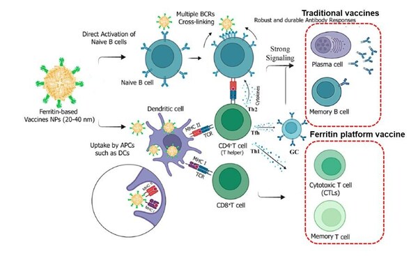 Ferritin-based vaccine can simultaneously activate both humoral and cellular immunity, whereas traditional vaccines primarily depend on humoral immunity (Global Journal ‘Vaccines’, December 2024) Ferritin-based vaccine can simultaneously activate both humoral and cellular immunity, whereas traditional vaccines primarily depend on humoral immunity (Global Journal ‘Vaccines’, December 2024)