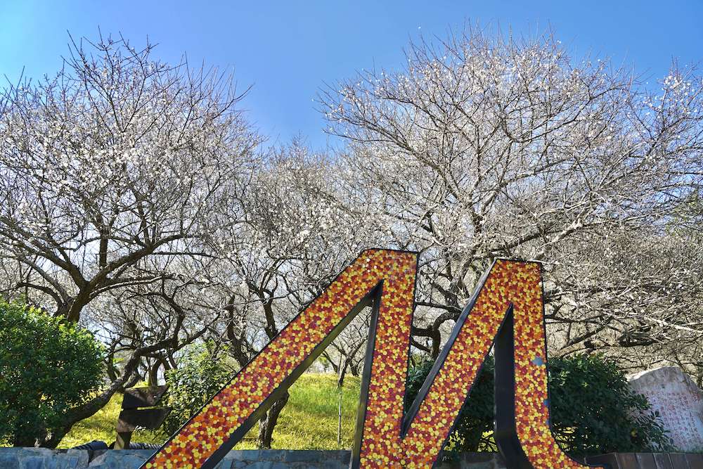 ▲梅山公園梅花綻放,嘉縣府邀賞平地雪。(圖/嘉義縣政府提供)