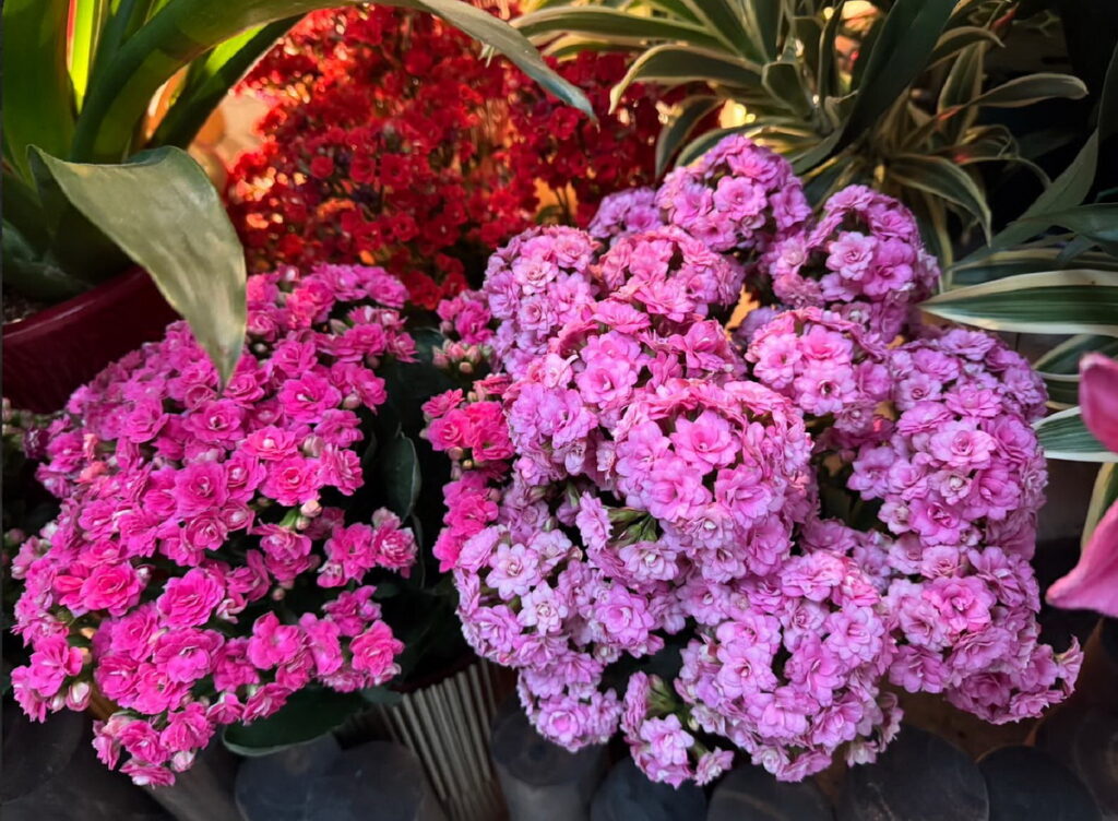 新春花卉-長壽花。