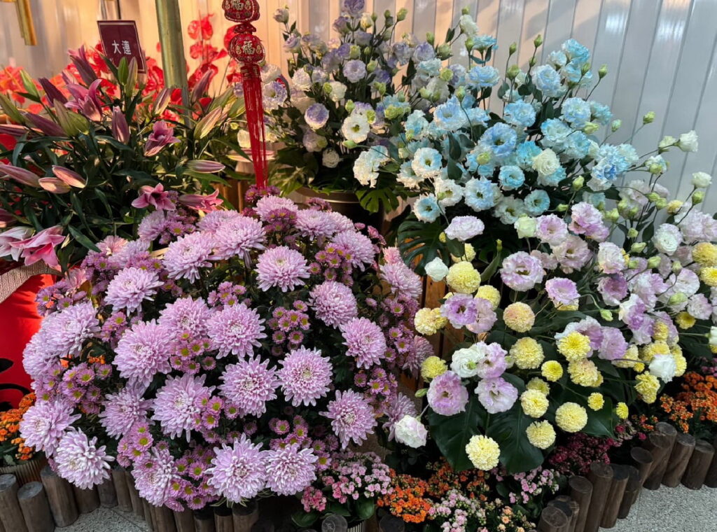新春花卉-菊花