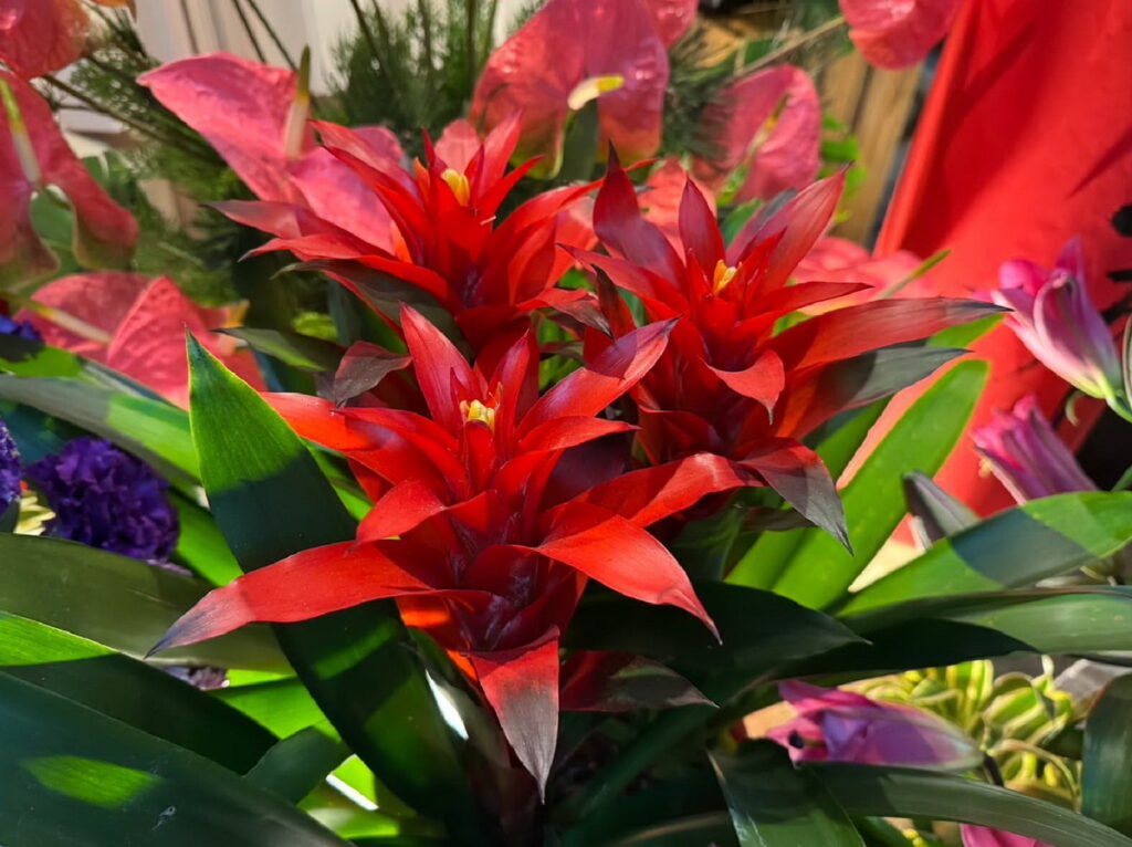新春花卉-鳳梨花。