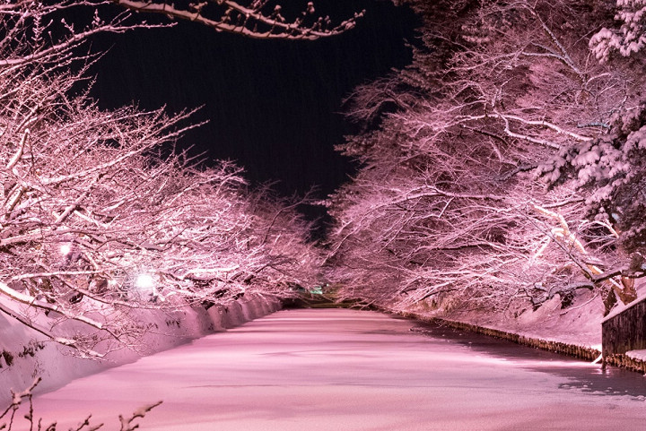 覆蓋弘前城護城河的白雪打上粉色燈光,有如冬夜的櫻饗宴。 圖:向日遊顧問有限公司/提供