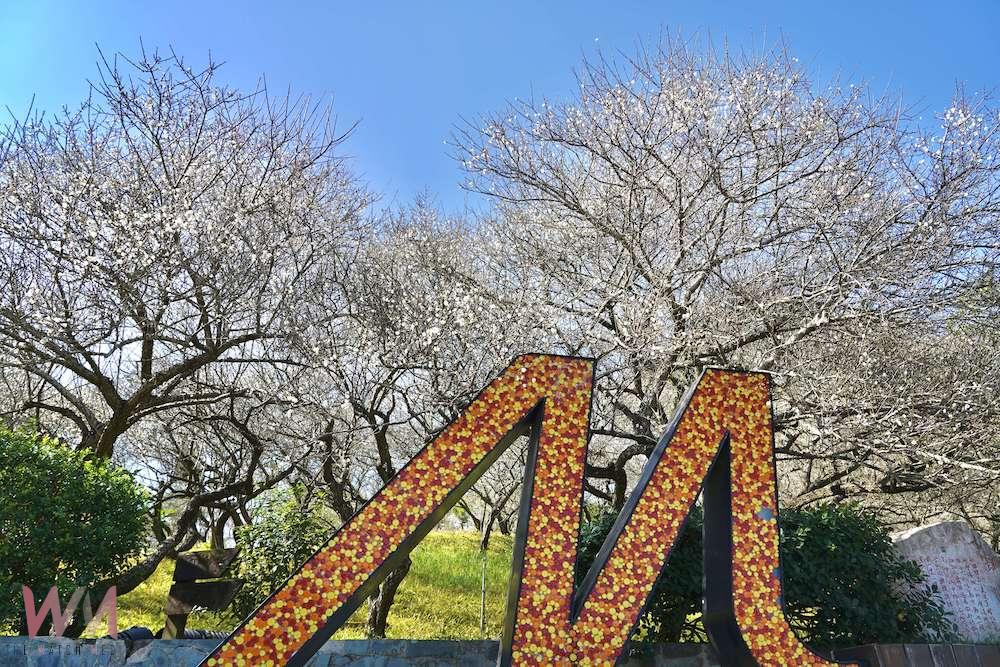 梅山公園梅花綻放 嘉縣府邀賞「平地雪景」 - https://www.watchmedia01.com