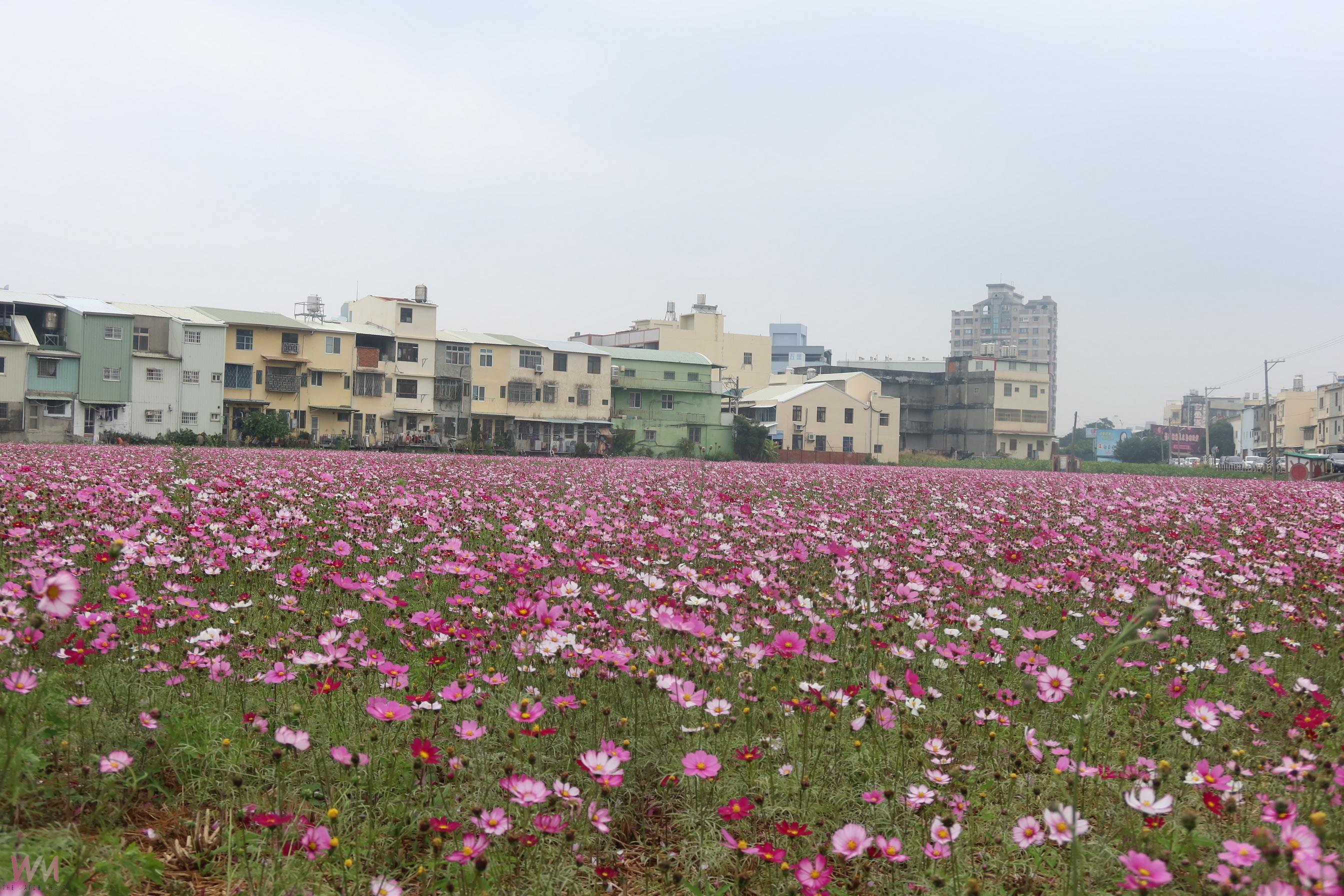 (有影片)/2025彰化市「花漾Chill」活動登場 8公頃花海浪漫綻放迎客 - https://www.watchmedia01.com