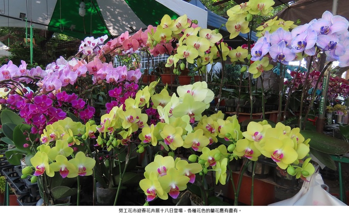 勞工花市迎春花卉展 隆登場囉
