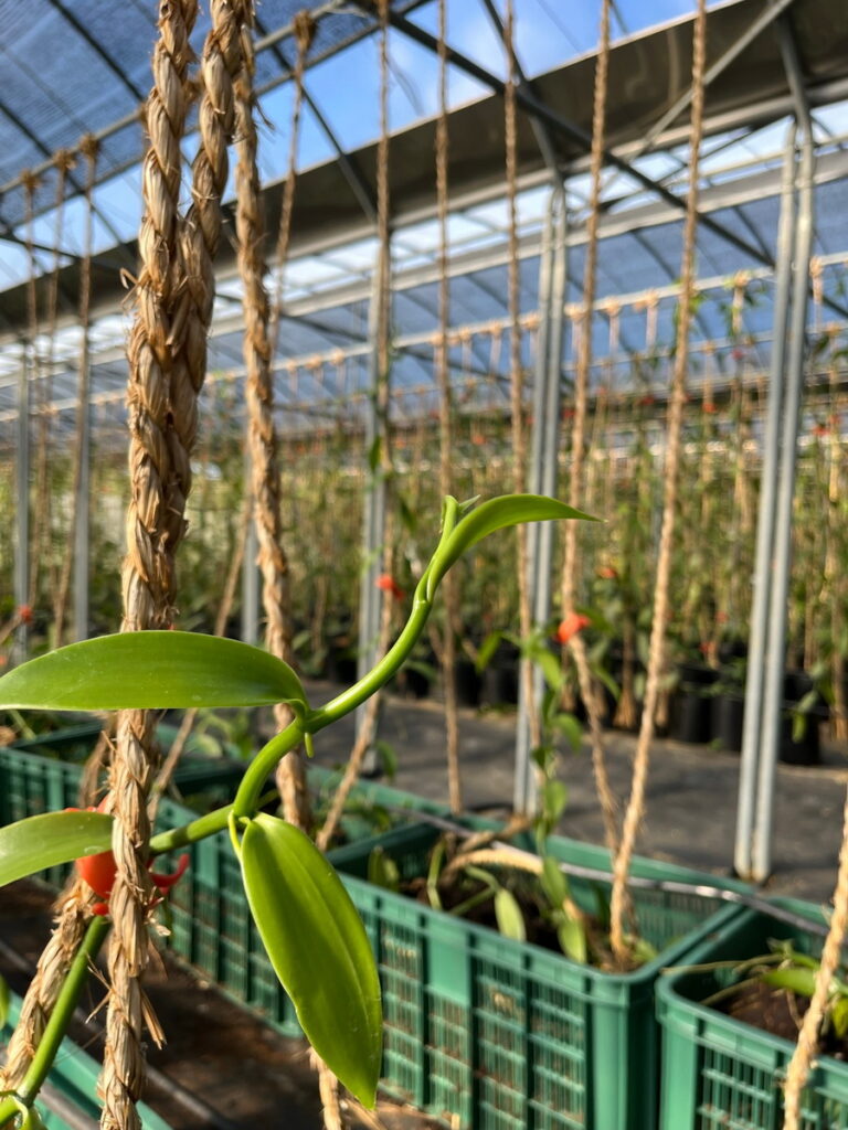 麗升能源深耕永續農業 攜手香印農技打造國際級本土香草產品
