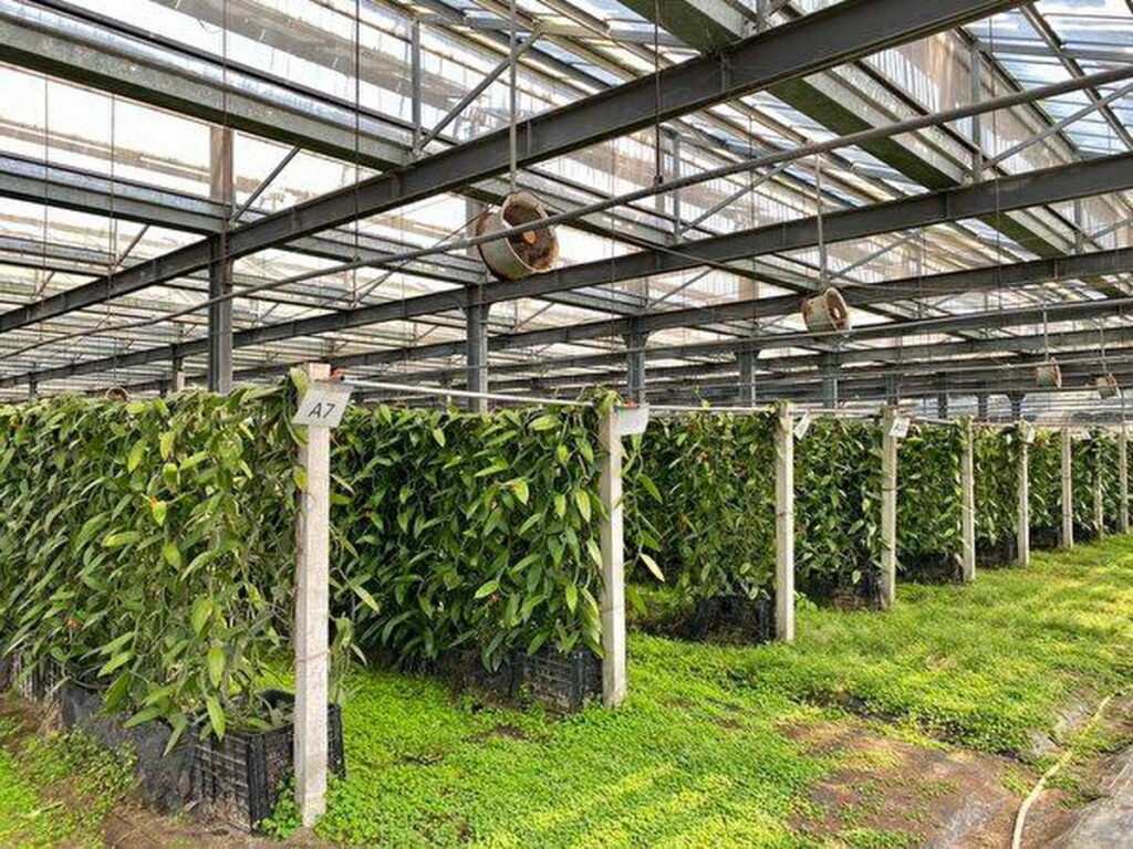 麗升能源深耕永續農業 攜手香印農技打造國際級本土香草產品