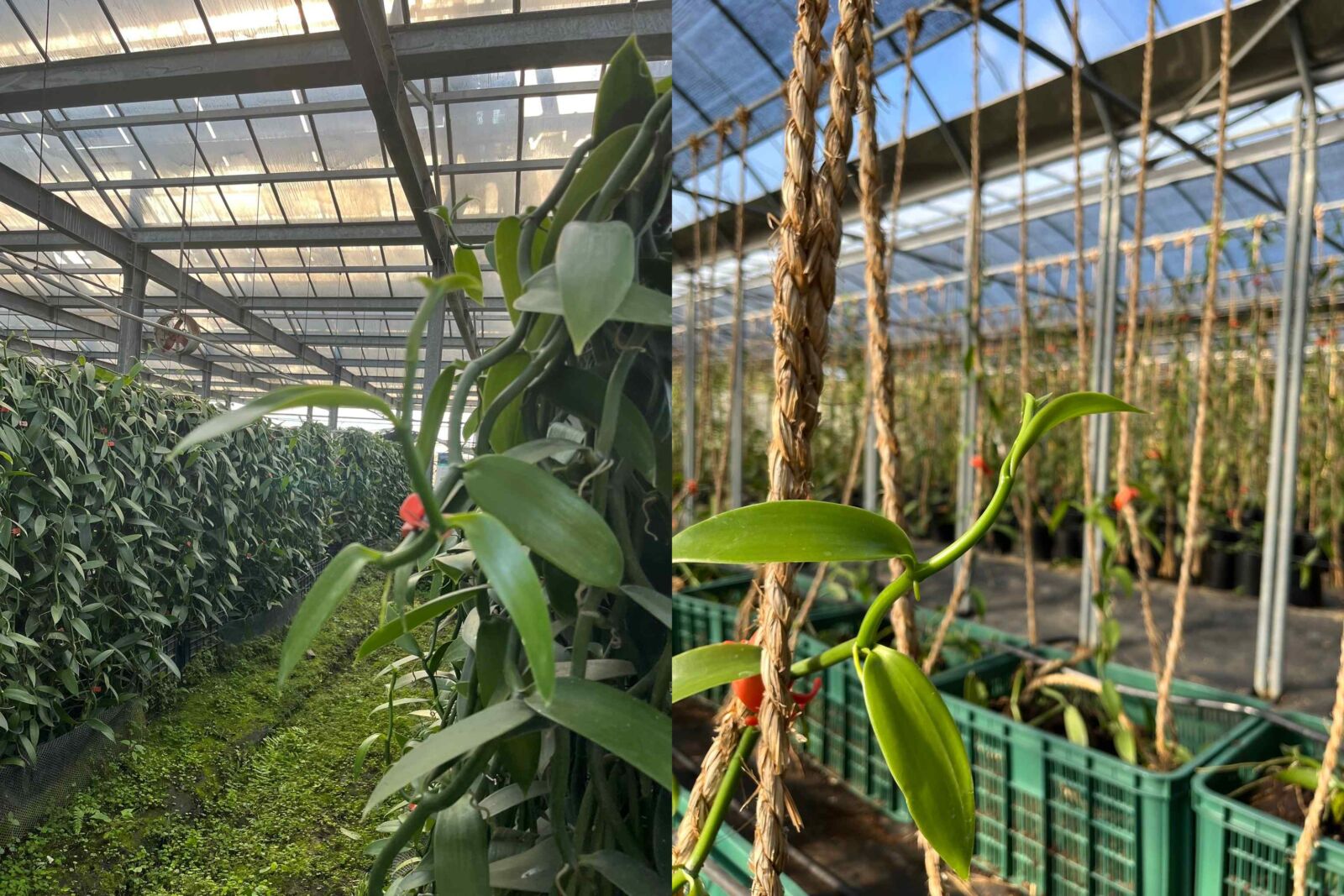 美味又環保！麗升能源x PINEDE 推出永續低碳綠電禮盒 257