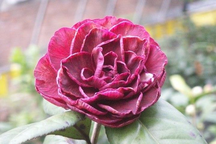 茶花貝拉,深邃的花瓣彷彿貝兒在《美女與野獸》中展現的無畏勇氣與神秘力量。 圖:臺北市政府工務局/提供