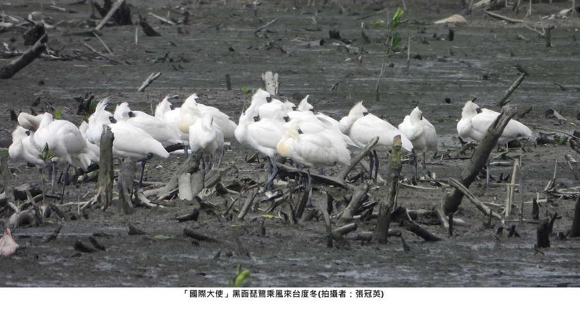 「國際大使」來新北作客 黑面琵鷺現蹤五股濕地