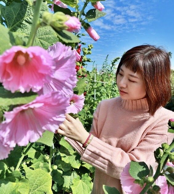 田中窯創藝園區內近二萬棵蜀葵花盛開,是春節遊憩好去處。(圖/田中窯創藝園區提供)